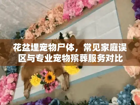 花盆埋宠物尸体,常见家庭误区与专业宠物殡葬服务对比 花盆埋宠物尸体,常见家庭误区与专业宠物殡葬服务对比