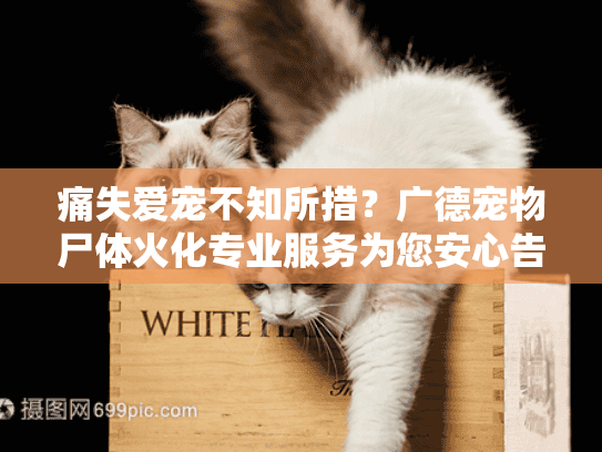 痛失爱宠不知所措？广德宠物尸体火化专业服务为您安心告别