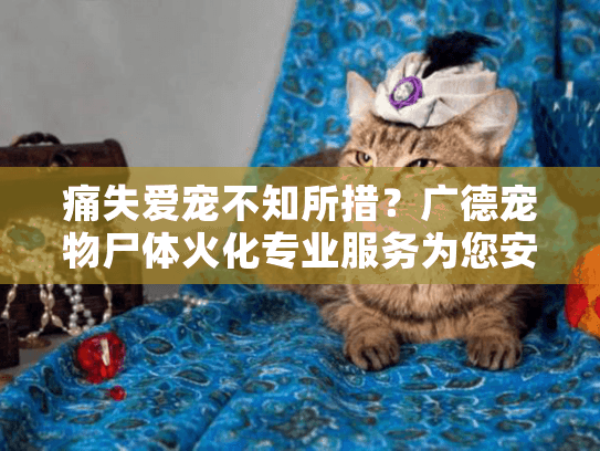 痛失爱宠不知所措？广德宠物尸体火化专业服务为您安心告别