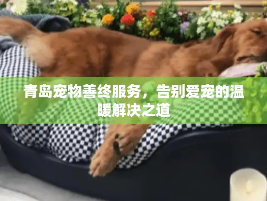 青岛宠物善终服务，告别爱宠的温暖解决之道