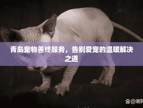 青岛宠物善终服务，告别爱宠的温暖解决之道