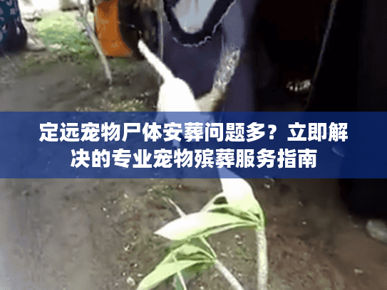 定远宠物尸体安葬问题多？立即解决的专业宠物殡葬服务指南