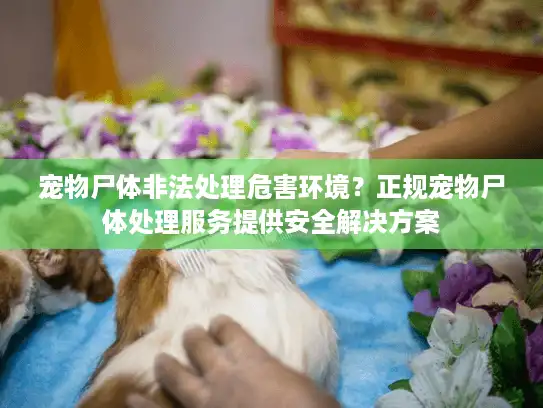 宠物尸体非法处理危害环境？正规宠物尸体处理服务提供安全解决方案