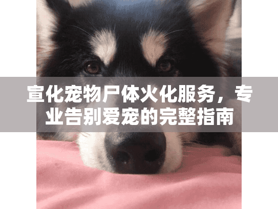 宣化宠物尸体火化服务，专业告别爱宠的完整指南