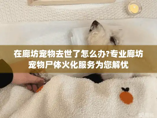 在廊坊宠物去世了怎么办?专业廊坊宠物尸体火化服务为您解忧