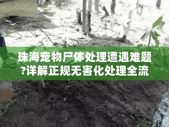 珠海宠物尸体处理遭遇难题?详解正规无害化处理全流程