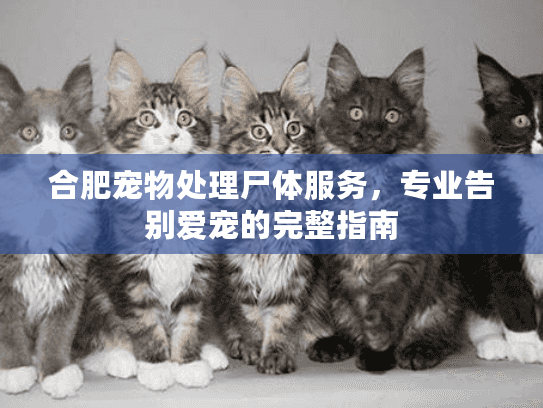 合肥宠物处理尸体服务,专业告别爱宠的完整指南 合肥宠物处理尸体服务,专业告别爱宠的完整指南