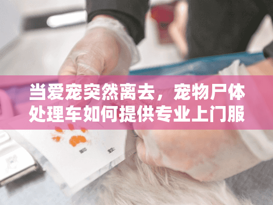 当爱宠突然离去，宠物尸体处理车如何提供专业上门服务？
