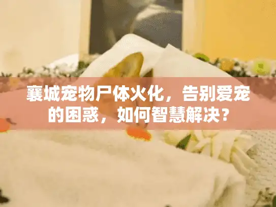 襄城宠物尸体火化，告别爱宠的困惑，如何智慧解决？