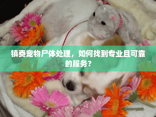 镇赉宠物尸体处理,如何找到专业且可靠的服务? 镇赉宠物尸体处理,如何找到专业且可靠的服务?