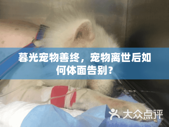 暮光宠物善终,宠物离世后如何体面告别? 暮光宠物善终,宠物离世后如何体面告别?