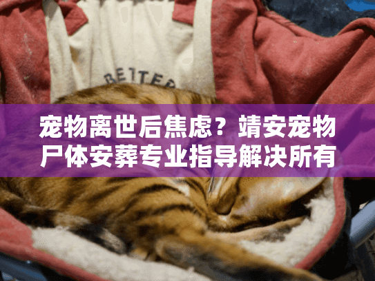 宠物离世后焦虑？靖安宠物尸体安葬专业指导解决所有烦恼
