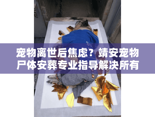 宠物离世后焦虑？靖安宠物尸体安葬专业指导解决所有烦恼