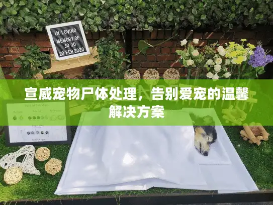 宣威宠物尸体处理，告别爱宠的温馨解决方案
