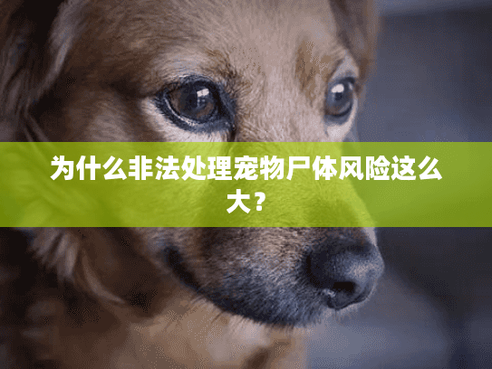 为什么非法处理宠物尸体风险这么大？