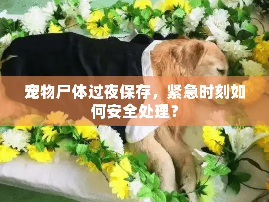 宠物尸体过夜保存，紧急时刻如何安全处理？