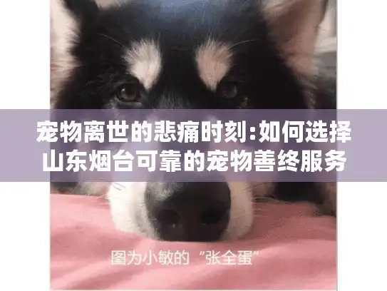 宠物离世的悲痛时刻:如何选择山东烟台可靠的宠物善终服务?
