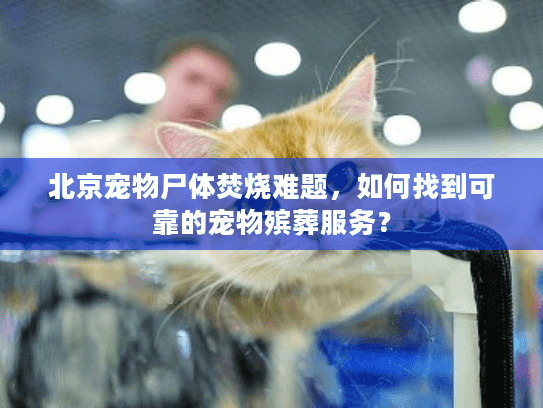 北京宠物尸体焚烧难题，如何找到可靠的宠物殡葬服务？