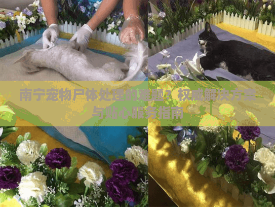 南宁宠物尸体处理的难题？权威解决方案与贴心服务指南