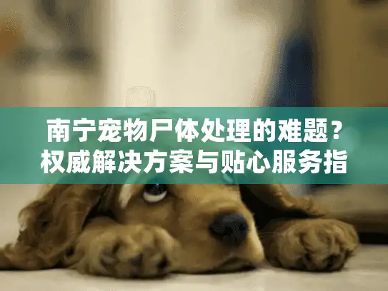 南宁宠物尸体处理的难题？权威解决方案与贴心服务指南
