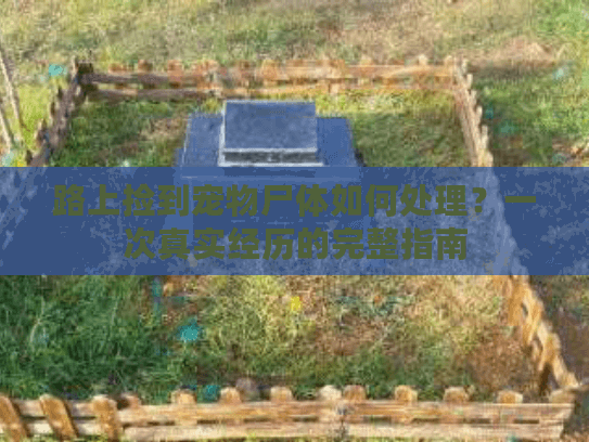 路上捡到宠物尸体如何处理?一次真实经历的完整指南 路上捡到宠物尸体如何处理?一次真实经历的完整指南