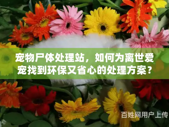 宠物尸体处理站，如何为离世爱宠找到环保又省心的处理方案？