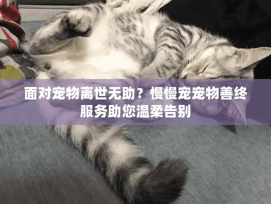 面对宠物离世无助？慢慢宠宠物善终服务助您温柔告别