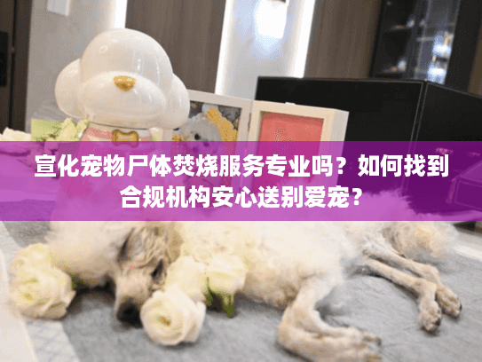 宣化宠物尸体焚烧服务专业吗？如何找到合规机构安心送别爱宠？