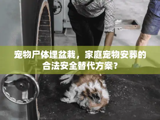 宠物尸体埋盆栽，家庭宠物安葬的合法安全替代方案？