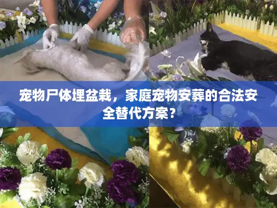 宠物尸体埋盆栽，家庭宠物安葬的合法安全替代方案？