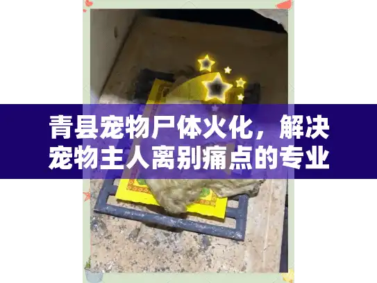 青县宠物尸体火化，解决宠物主人离别痛点的专业选择