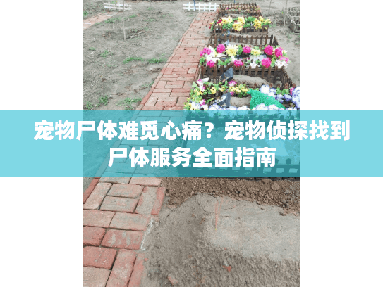 宠物尸体难觅心痛?宠物侦探找到尸体服务全面指南 宠物尸体难觅心痛?宠物侦探找到尸体服务全面指南