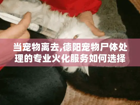 当宠物离去,德阳宠物尸体处理的专业火化服务如何选择?