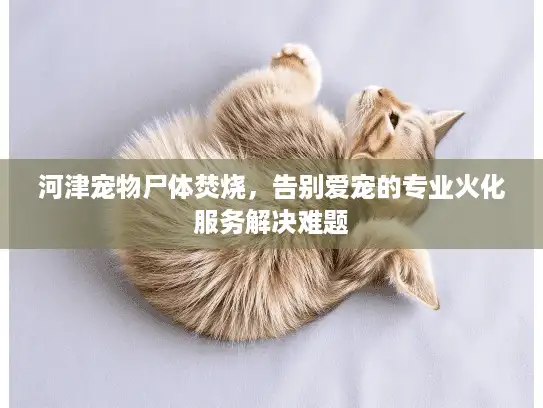 河津宠物尸体焚烧,告别爱宠的专业火化服务解决难题 河津宠物尸体焚烧,告别爱宠的专业火化服务解决难题