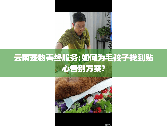 云南宠物善终服务:如何为毛孩子找到贴心告别方案?