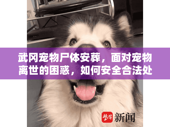 武冈宠物尸体安葬，面对宠物离世的困惑，如何安全合法处理？