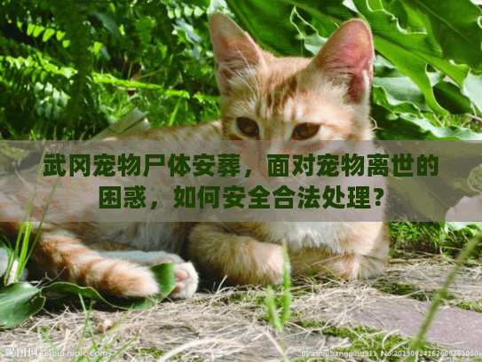 武冈宠物尸体安葬，面对宠物离世的困惑，如何安全合法处理？