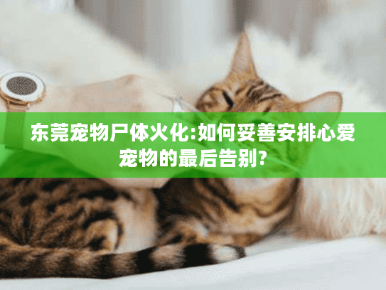 东莞宠物尸体火化:如何妥善安排心爱宠物的最后告别?