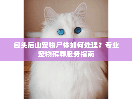 包头后山宠物尸体如何处理？专业宠物殡葬服务指南