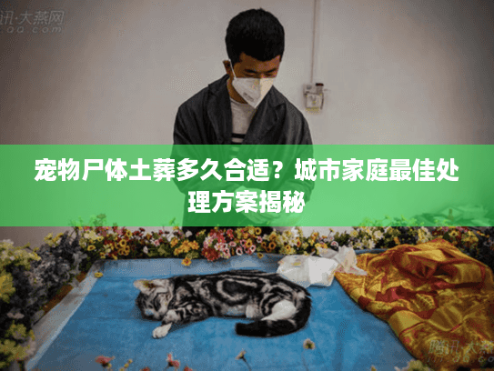宠物尸体土葬多久合适？城市家庭最佳处理方案揭秘