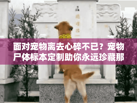 面对宠物离去心碎不已？宠物尸体标本定制助你永远珍藏那份陪伴