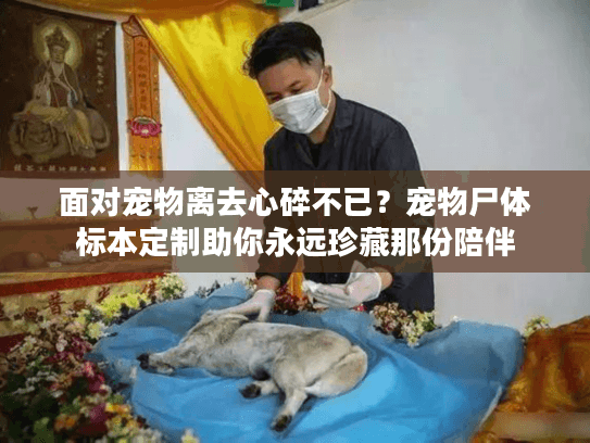 面对宠物离去心碎不已？宠物尸体标本定制助你永远珍藏那份陪伴