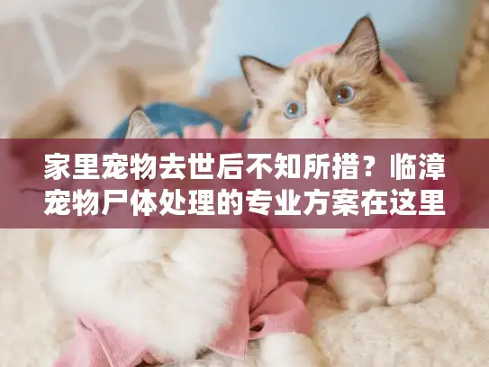 家里宠物去世后不知所措？临漳宠物尸体处理的专业方案在这里