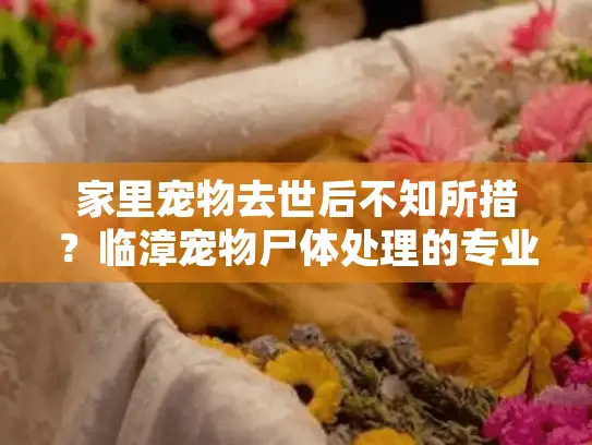 家里宠物去世后不知所措？临漳宠物尸体处理的专业方案在这里