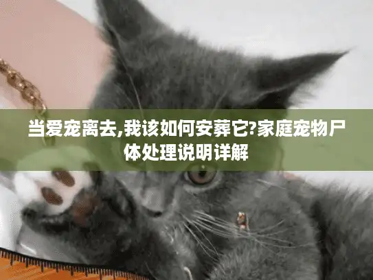 当爱宠离去,我该如何安葬它?家庭宠物尸体处理说明详解