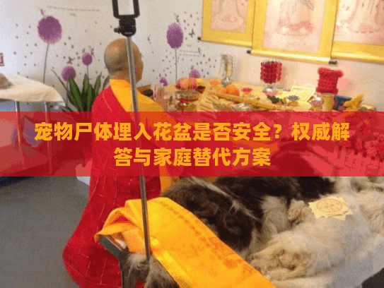 宠物尸体埋入花盆是否安全？权威解答与家庭替代方案