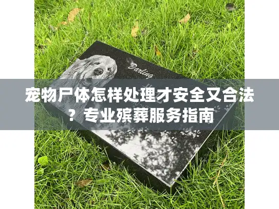 宠物尸体怎样处理才安全又合法?专业殡葬服务指南 宠物尸体怎样处理才安全又合法?专业殡葬服务指南