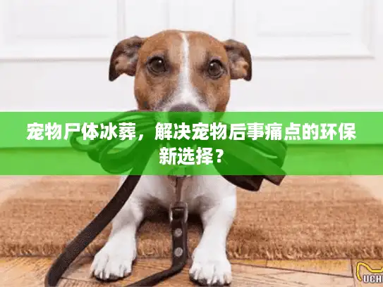 宠物尸体冰葬，解决宠物后事痛点的环保新选择？