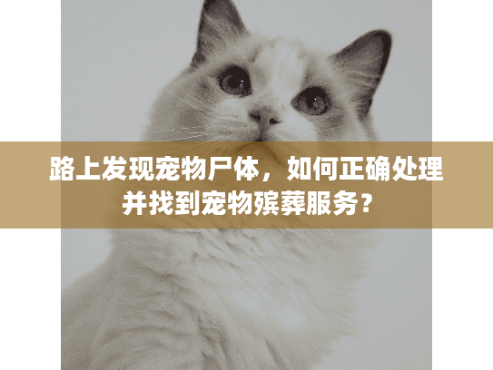 路上发现宠物尸体，如何正确处理并找到宠物殡葬服务？