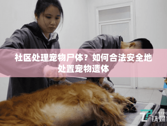 社区处理宠物尸体？如何合法安全地处置宠物遗体